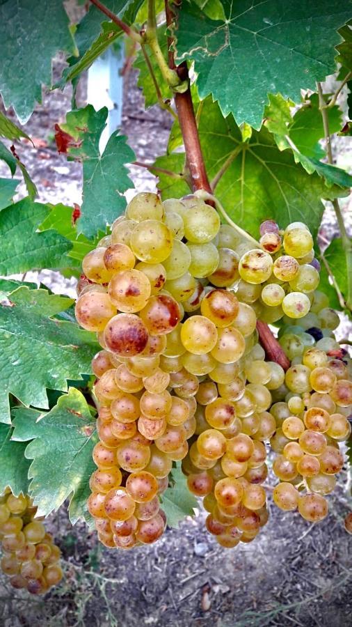 Agriturismo Pian Del Duca Vesime 外观 照片